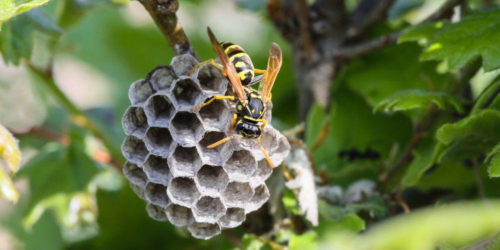 Veps i hagen? Slik fjerner du vepsebol og beskytter deg mot stikk i sommer  /Files/Images/Veps i Norsk hage.jpg